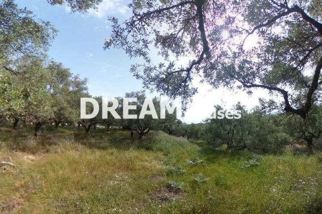 (En vente) Valorisation de la Terre Terrain || Zakynthos (Zante)/Arkadi - 22.000 M2, 900.000€ 