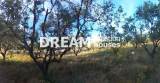 slide1 thumbnail