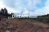 slide1 thumbnail