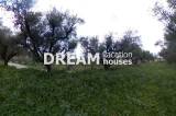 slide1 thumbnail