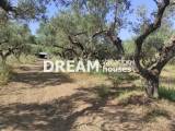slide1 thumbnail