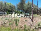 slide1 thumbnail