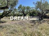slide1 thumbnail