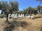 slide1 thumbnail