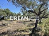 slide1 thumbnail
