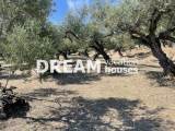 slide1 thumbnail