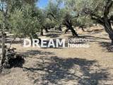 slide1 thumbnail