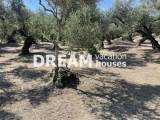 slide1 thumbnail