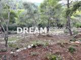 slide1 thumbnail